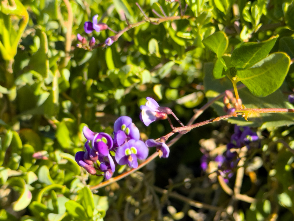Einheimische Glyzinie - Hardenbergia comptoniana