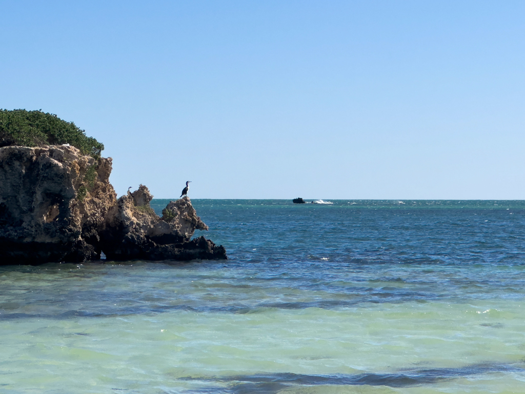 Ein Kormoran fühlt sich sichtlich in der Sonne wohl