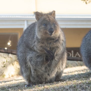 Velotour auf Rottnest Island