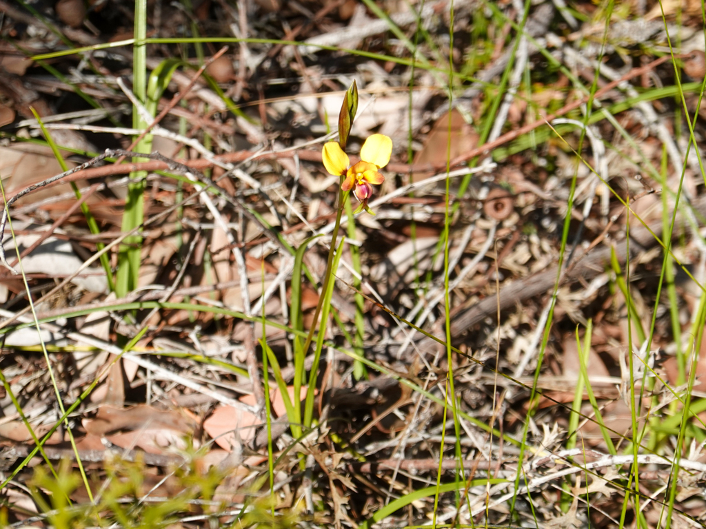 Donkey Orchid - Diuris magnifica