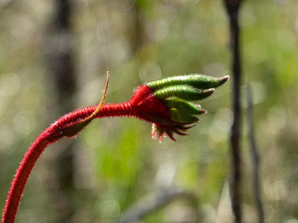 Red-and-green Kangaroo Paw, Känguru-Pfote - Anigozanthos manglesii