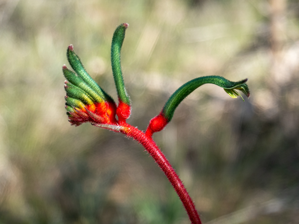 Red-and-green Kangaroo Paw, Känguru-Pfote - Anigozanthos manglesii