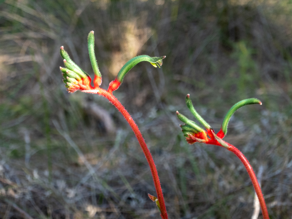 Red-and-green Kangaroo Paw, Känguru-Pfote - Anigozanthos manglesii