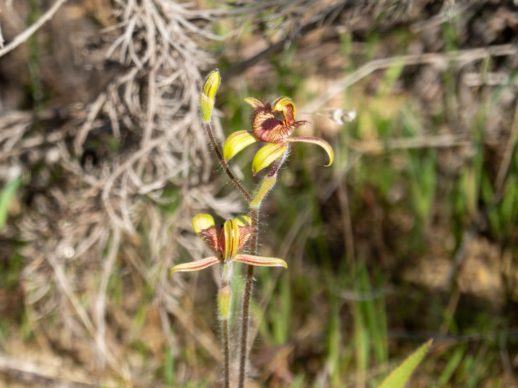 Dancing Spider Orchid - Caladenia discoidea