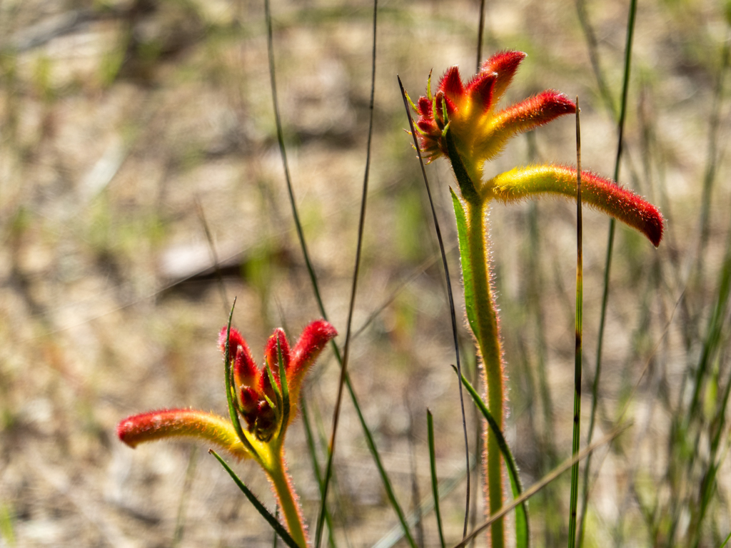 Cats Paw, Katzenpfote - Anigozanthos humilis