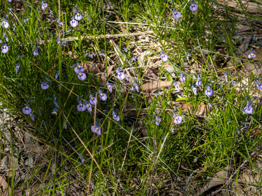 Native Violet - Hybanthus calycinus