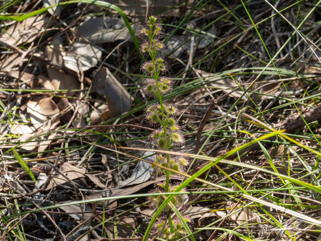 Pale Rainbow Drosera - Drosera pallida - ein fleischfressender Sonnentau