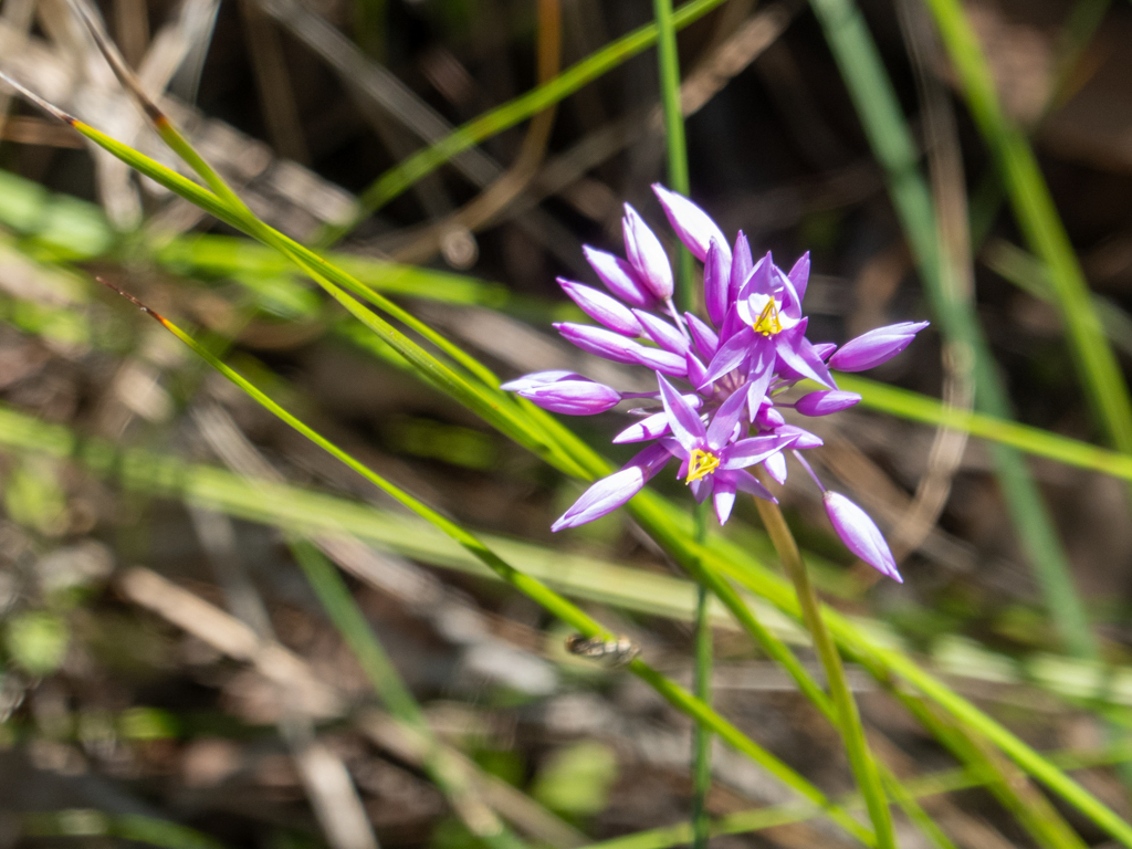 Purple Tassels - Sowerbaea laxiflora
