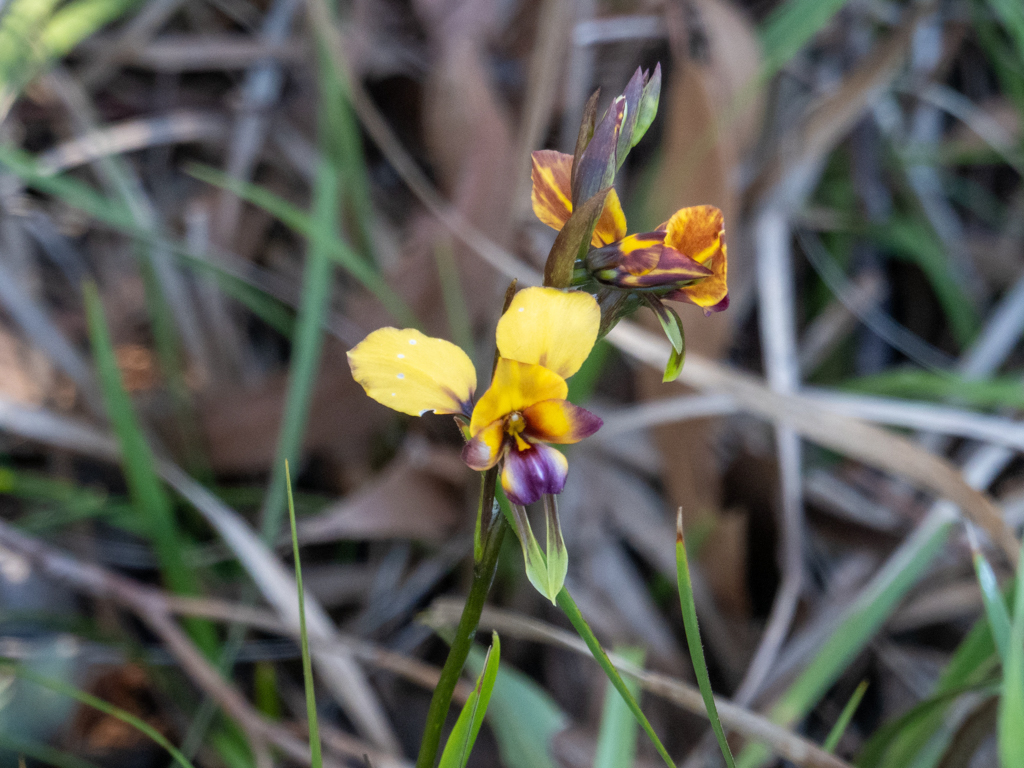 Donkey Orchid - Diuris magnifica
