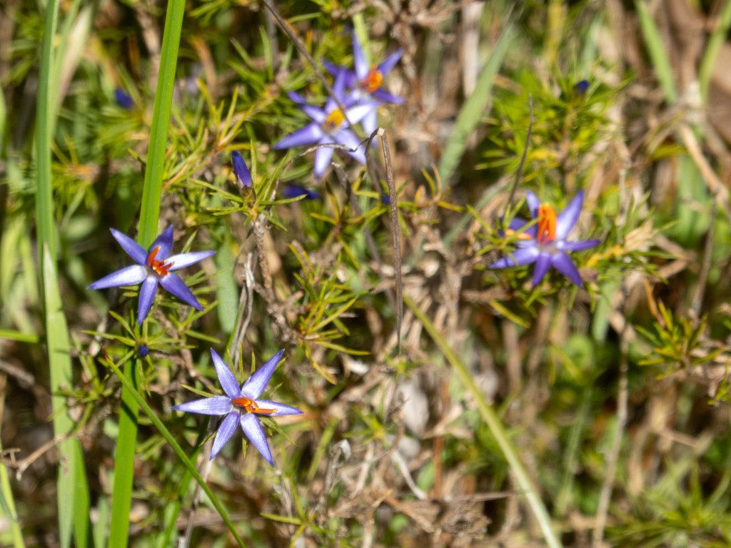 Star of Bethlehem, blue tinsel lily - Calectasia narragara