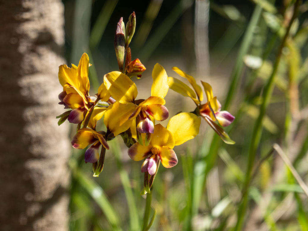 Donkey Orchid - Diuris magnifica