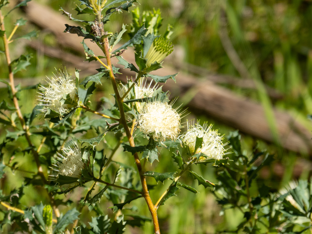 Parrotbush, Papageienbusch - Banksia sessilis