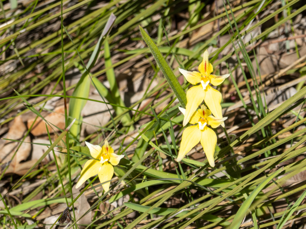 Cowslip Orchid - Caladenia flava