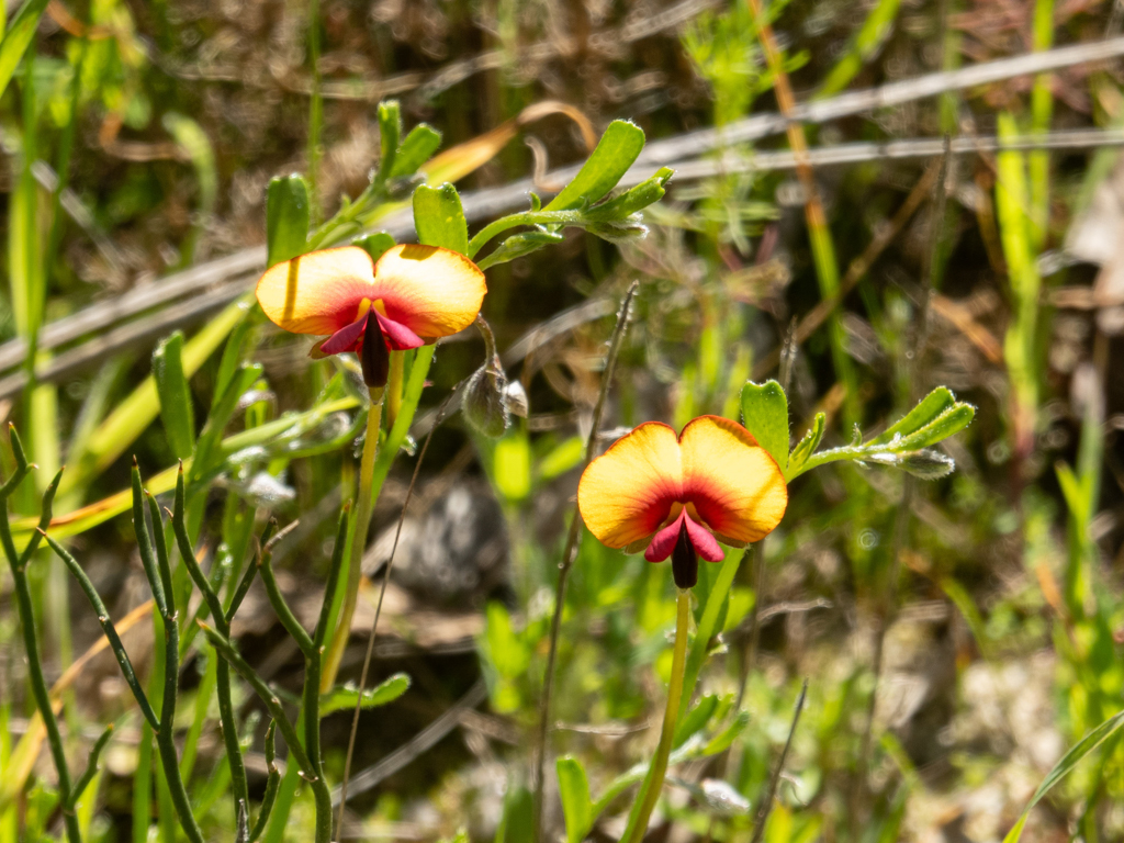 Granny Bonnet, Grossmutterhaube - Isotropis cuneifolia