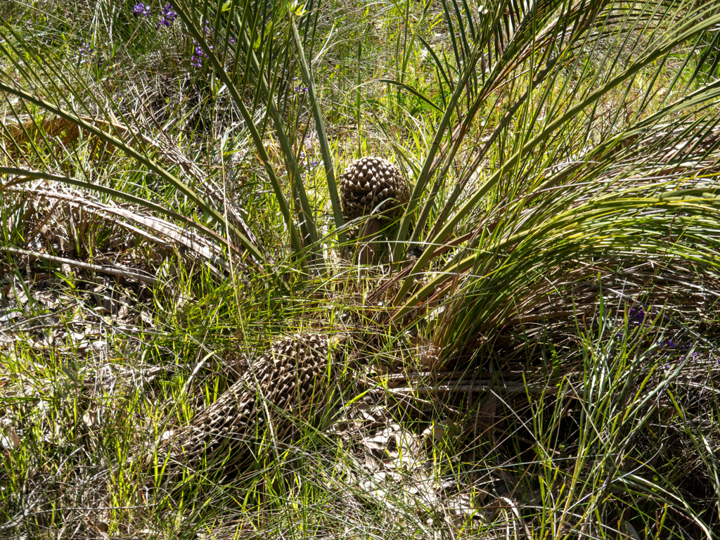 Ein Zamia Palmfarn - Macrozamia riedlei oder Macrozamia fraseri