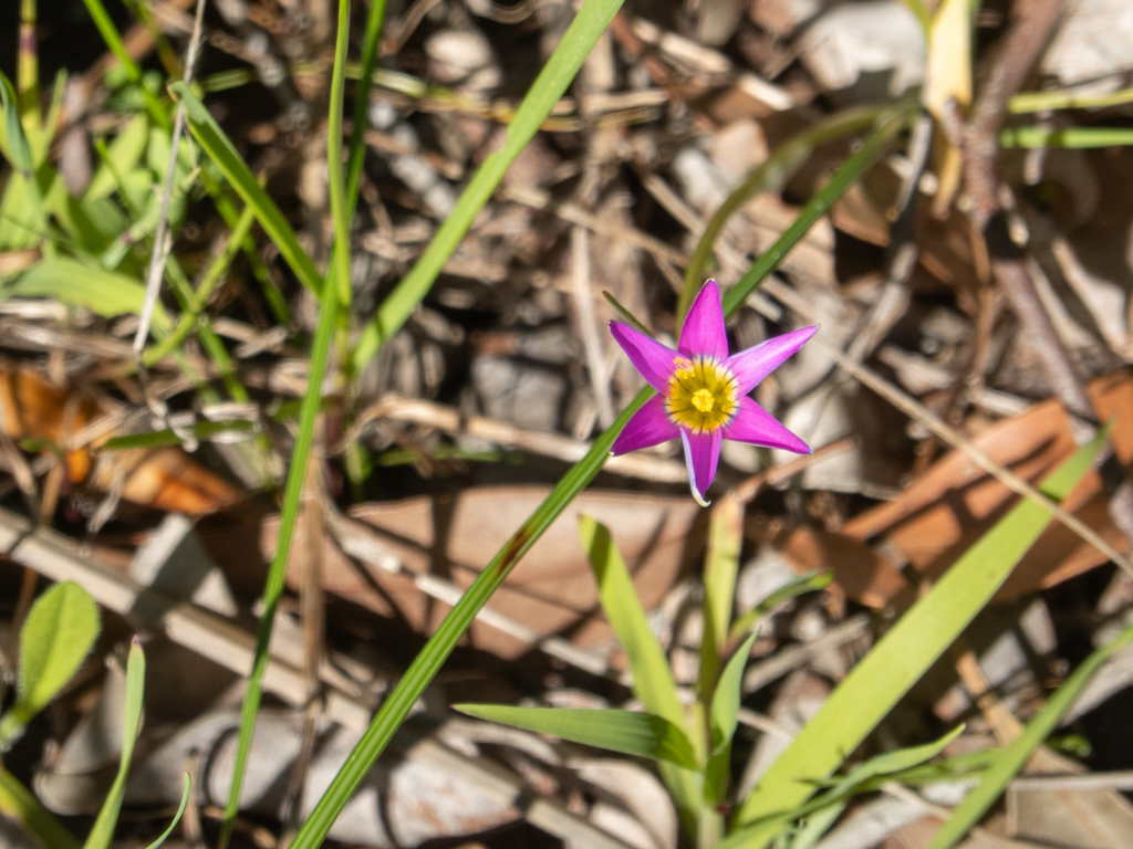 Rosen-Romulea oder Zwiebelgras - Romulea rosea