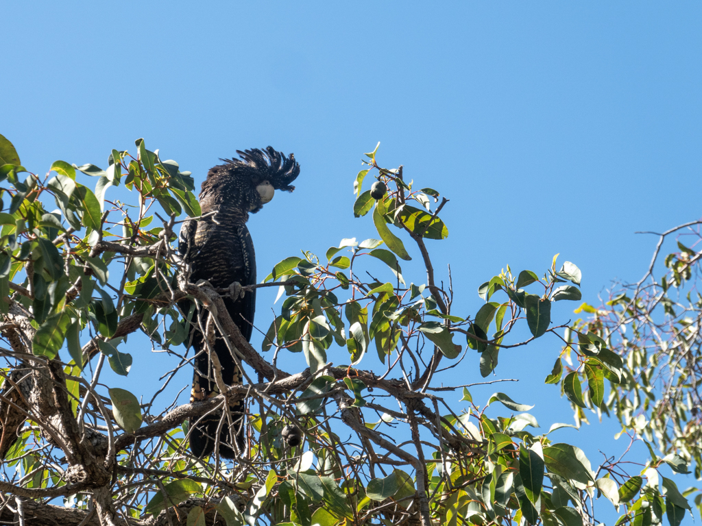 Schwarzer Rotschwanzkakadu - Calyptorhynchus banksii - Weibchen mit gelb-schwarz gestreiften Schwanzfedern