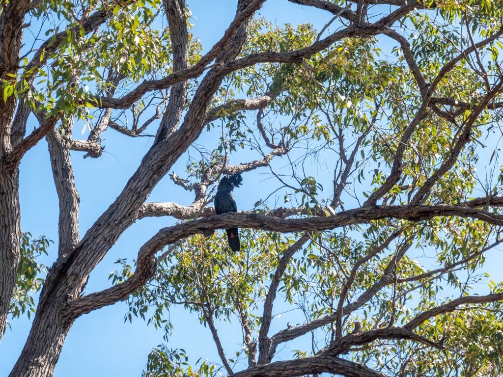 Schwarzer Rotschwanzkakadu - Calyptorhynchus banksii - Männchen mit roten Schwanzfedern