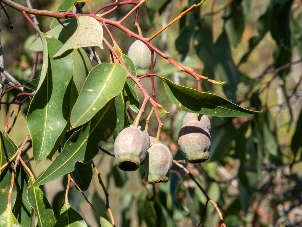Marri - Corymbia calophylla