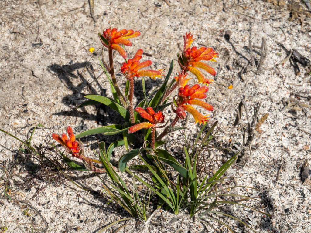 Cats Paw, Katzenpfote - Anigozanthos humilis