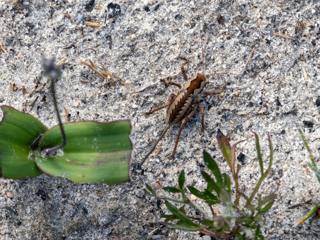 Dark Bush-cricket - Pholidoptera griseoaptera