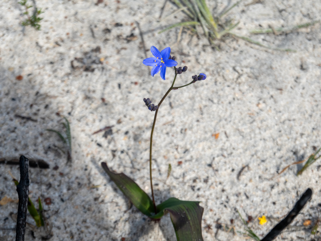 Blue Squill oder Blue Stars - Chamaescilla corymbosa