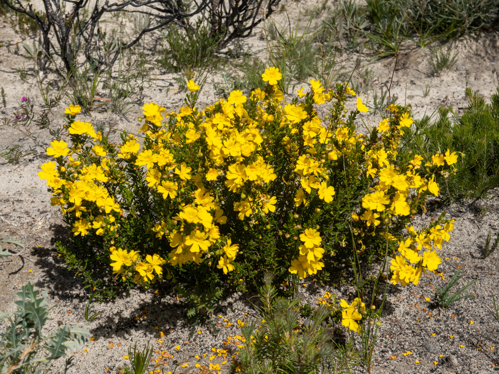 Guinea Flower - Hibbertia devitata