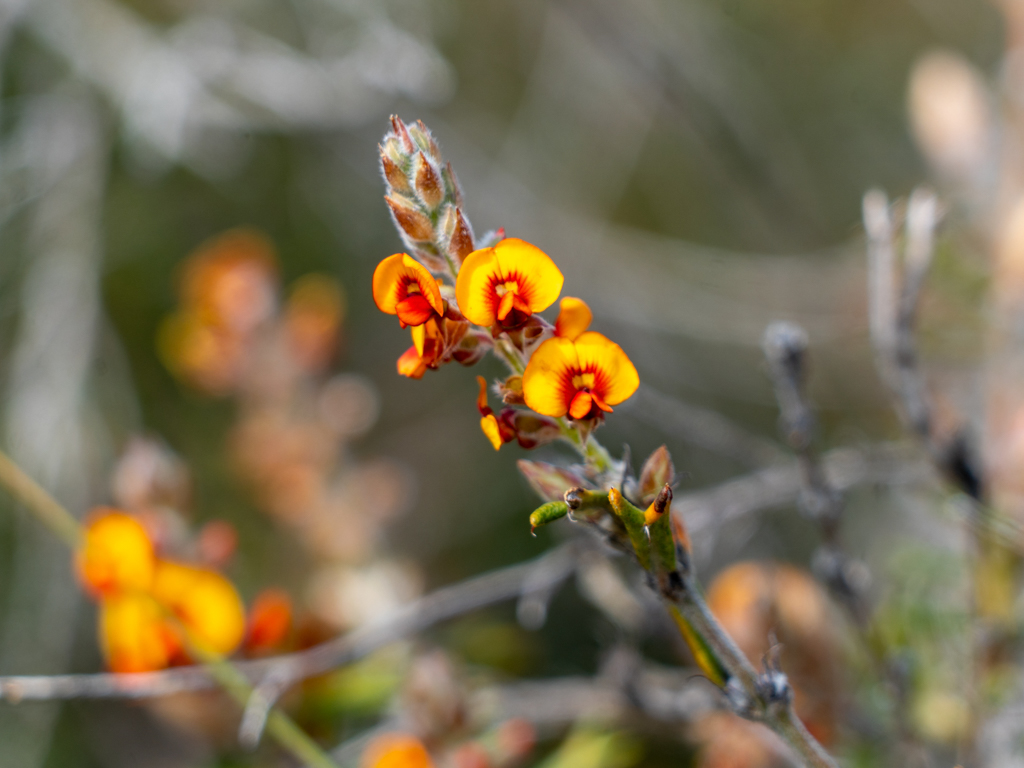 Horned Poison - Gastrolobium polystachyum