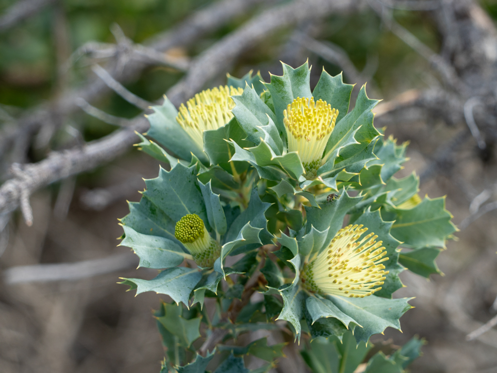 Parrotbush - Banksia sessilis