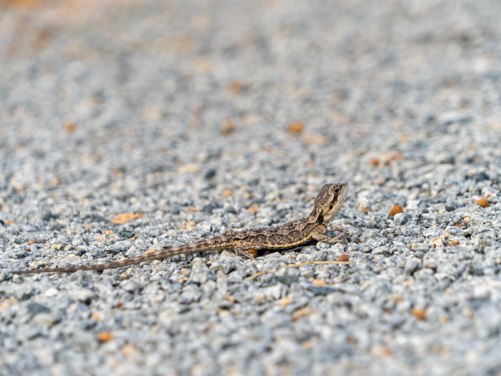 Western Bearded Dragon - Pogona minor