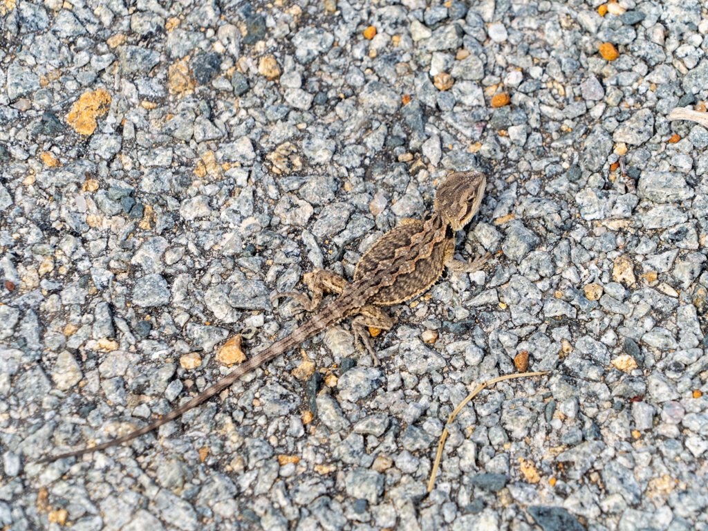 Western Bearded Dragon - Pogona minor