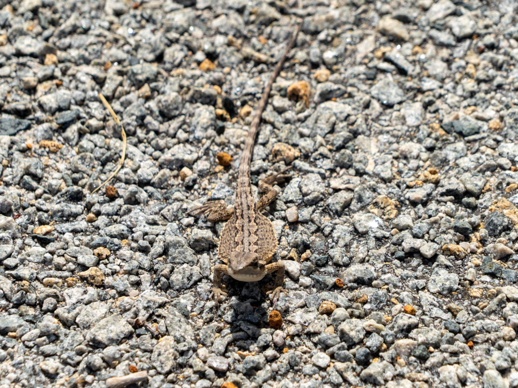 Western Bearded Dragon - Pogona minor