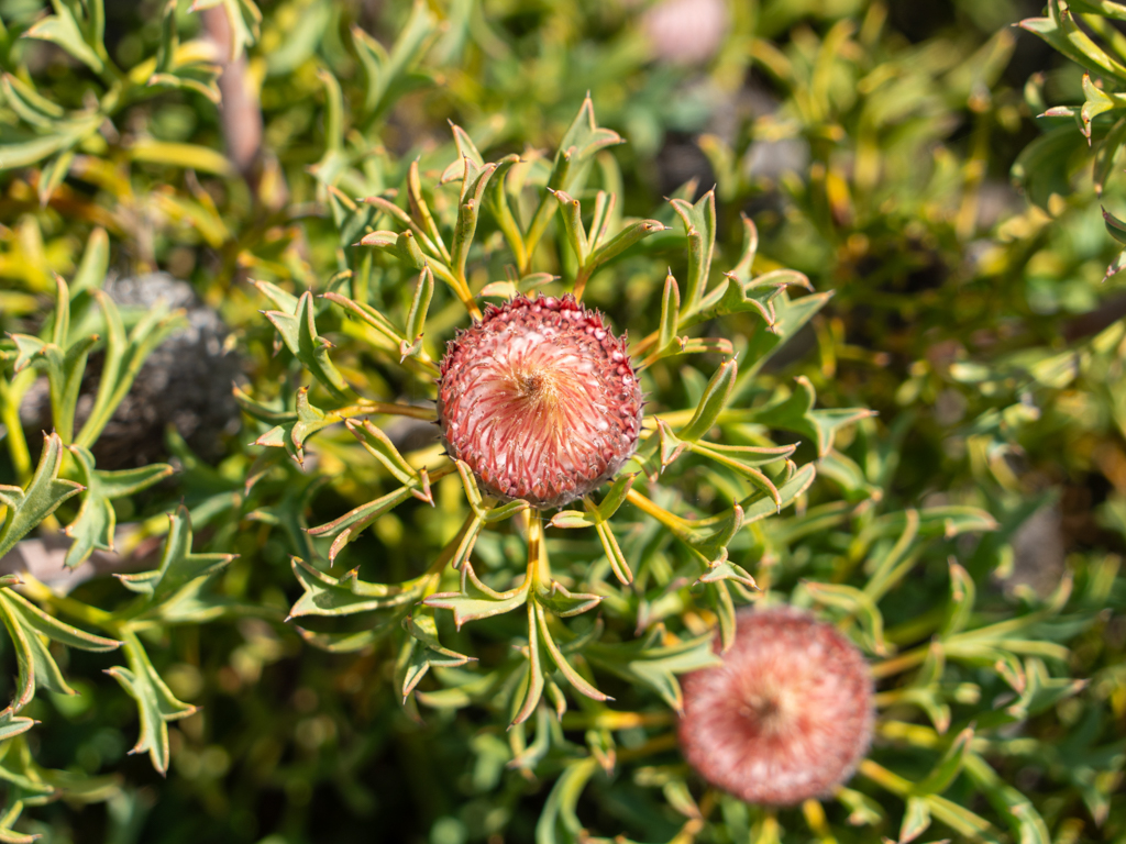 Rose Coneflower - Isopogon spp.