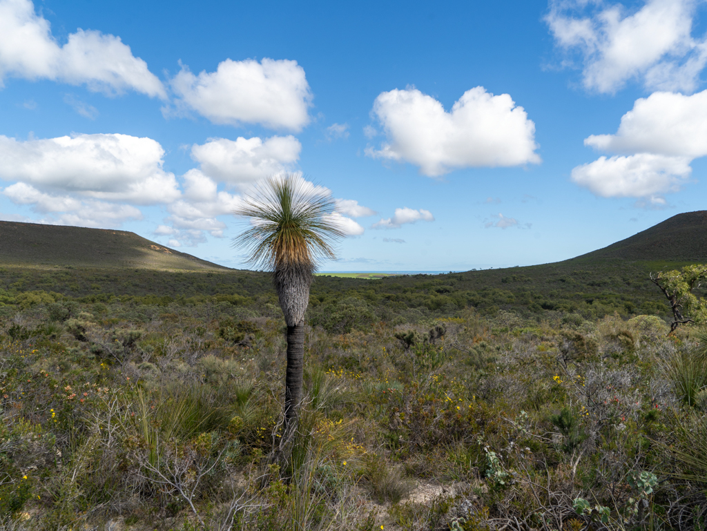 Kinga, Bullanock - Kinga australis