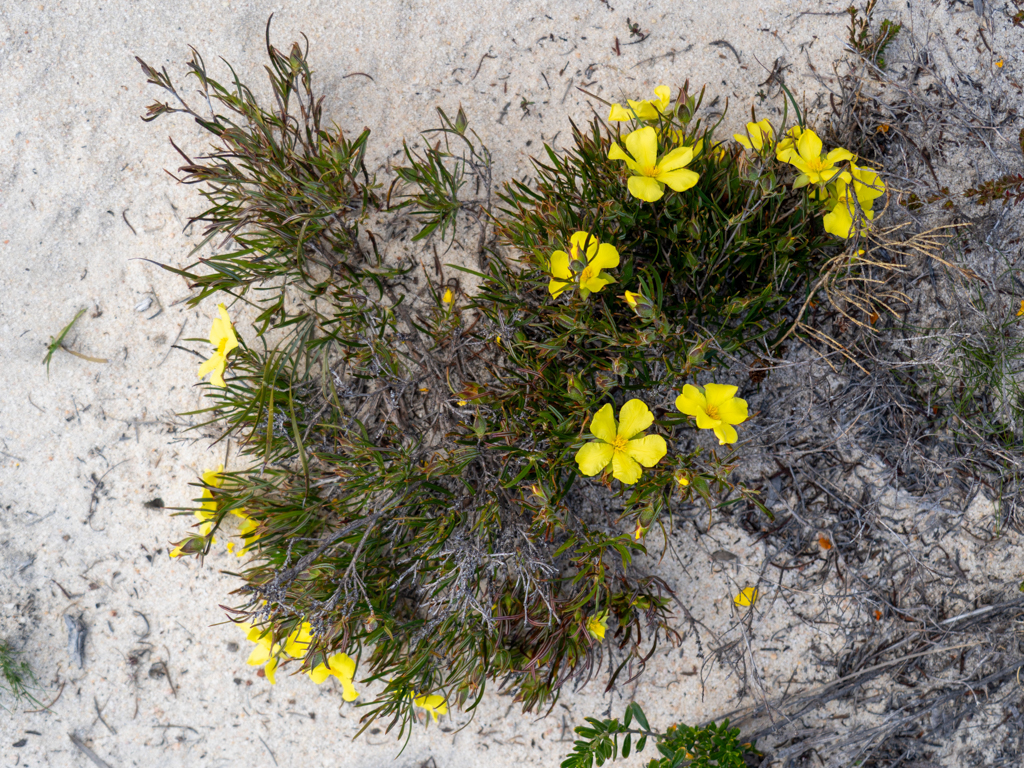 Yellow Buttercup - Hibbertia hyperiiocoides
