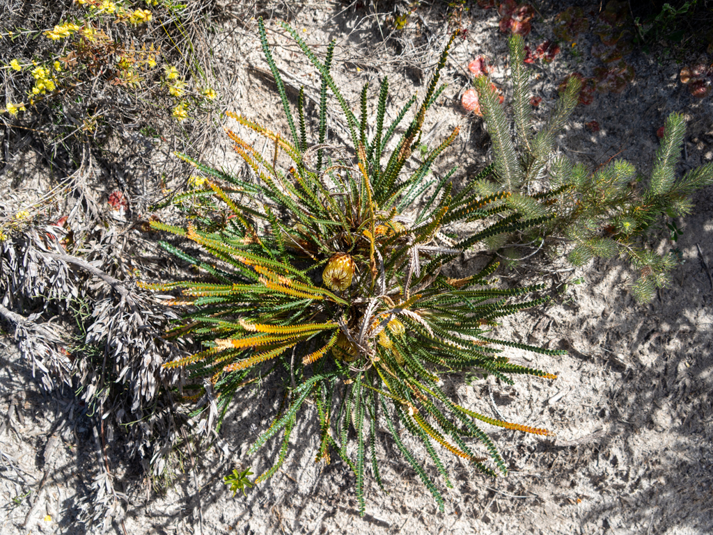 Heath-leaved Banksia oder Honeypot Dryandra - Banksia ericifolia