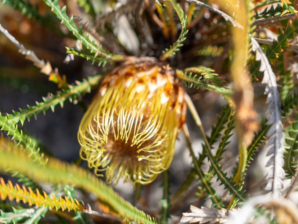 Heath-leaved Banksia oder Honeypot Dryandra - Banksia ericifolia