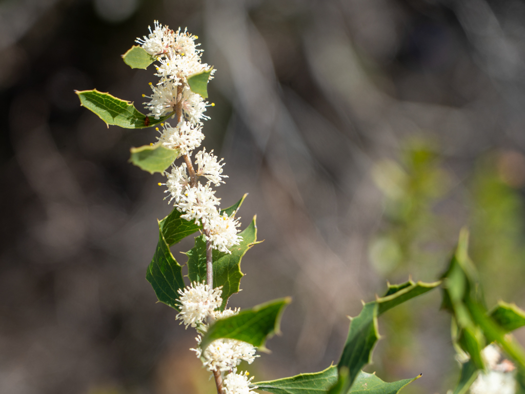 Djanda - Hakea anadenia