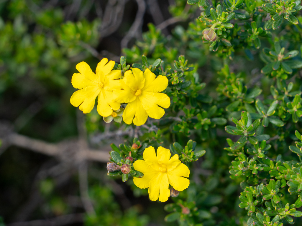 Hairy Guinea Flower, Little Rocker oder Golden Sunburst - Hibbertia vestita