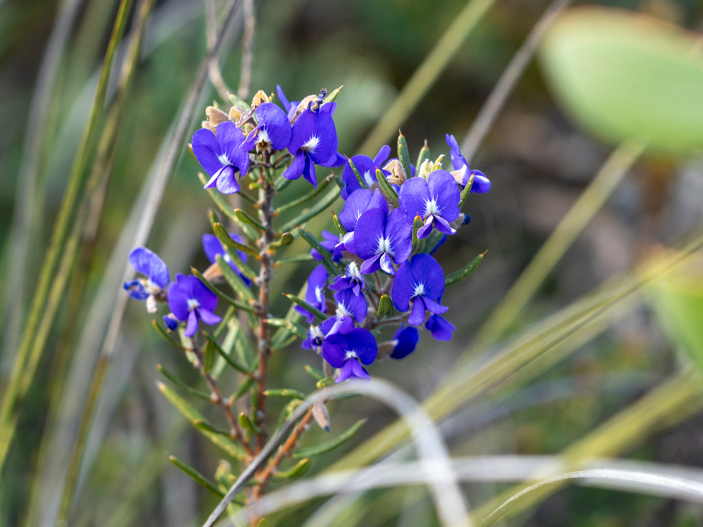 Devil's Pins, Teufelsnadeln - Hovea pungens