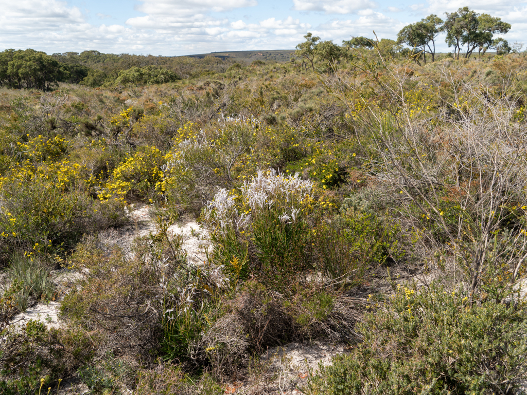 Lesueur Nationalpark Loop Walk Trail