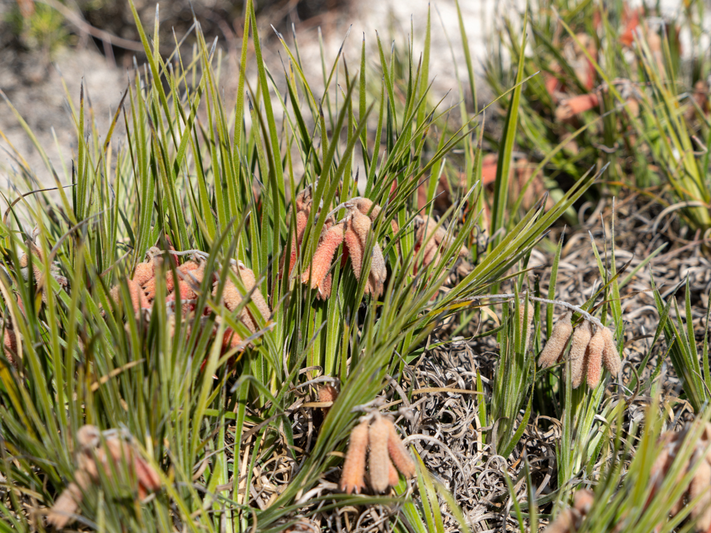 Red Bugle - Blancoa canescens