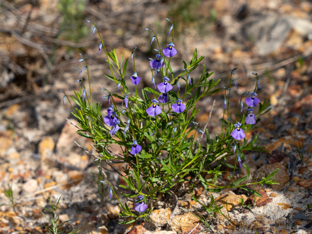 Wildes Veilchen, Wild Violet - Hybanthus calycinus