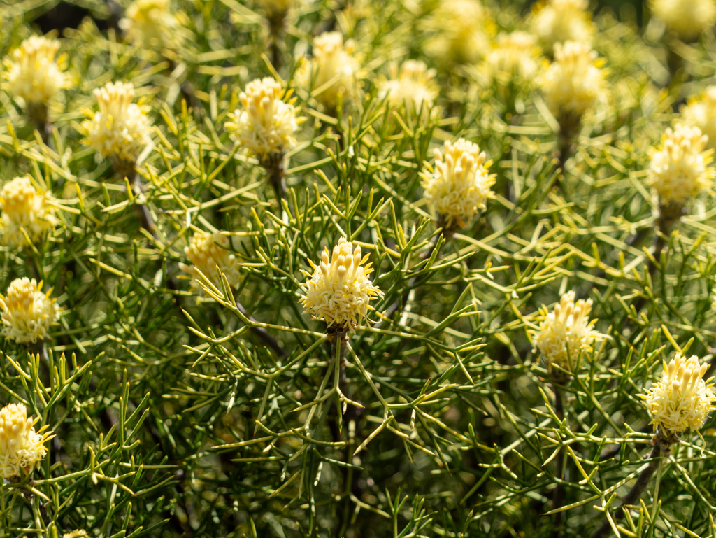 Petrophile oder Isopogon spp.