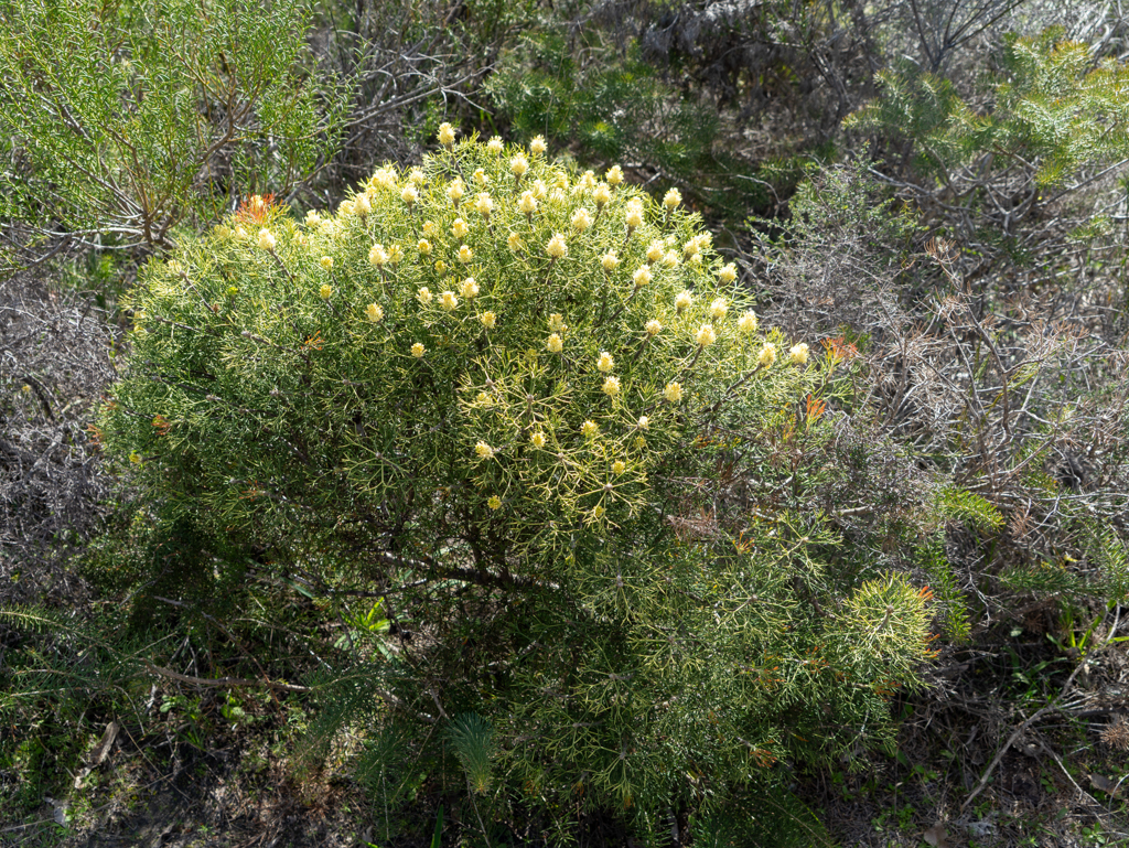 Petrophile oder Isopogon spp.