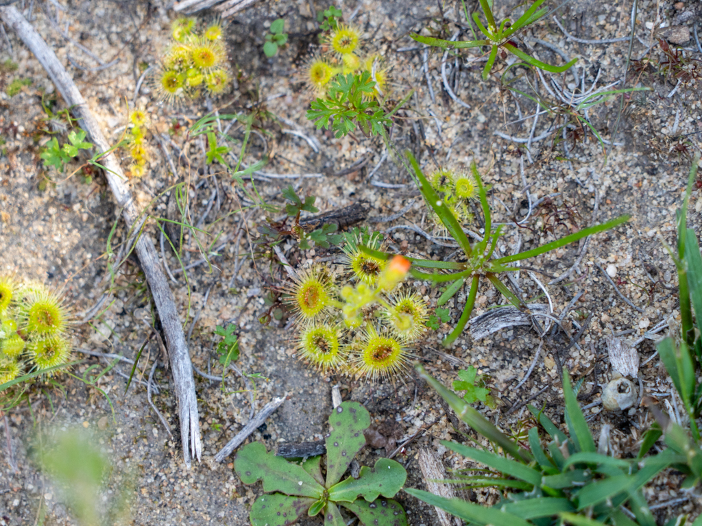 Sonnentau, Pimpernel Sundew, Scarlet Sundew - Drosera glanduligera