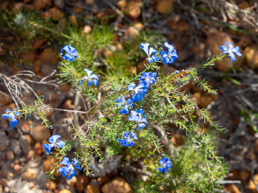 Blue Lechenaultia - Lechenaultia biloba