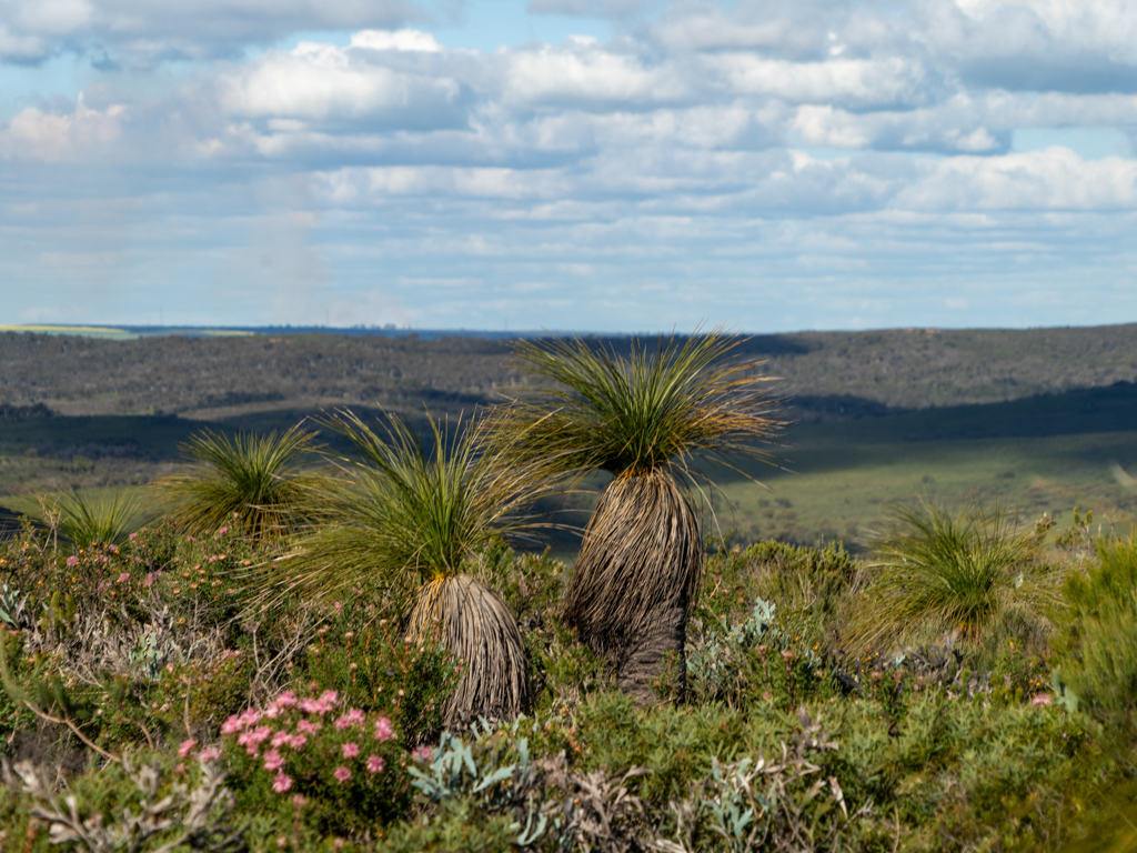 Ein Grasbaum, Xanthorrhoea, oder auch in Australien als Blackbox bekannt
