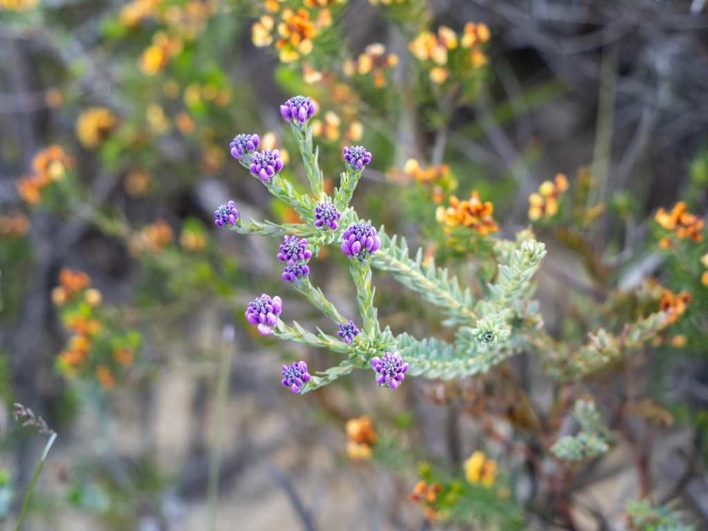 Pimelea spp.