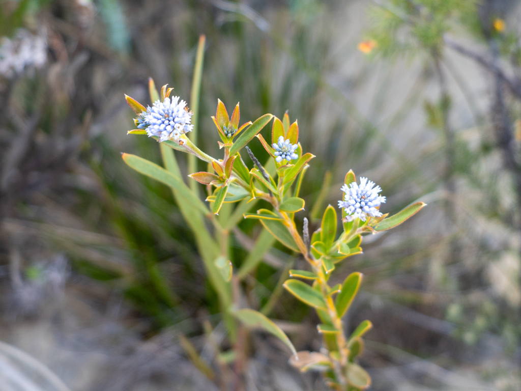 Smokebush - Conospermum spp.
